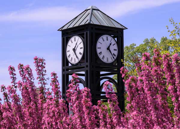 University of Rochester clock tower surrounded by vibrant pink flowers in a sunny garden setting.